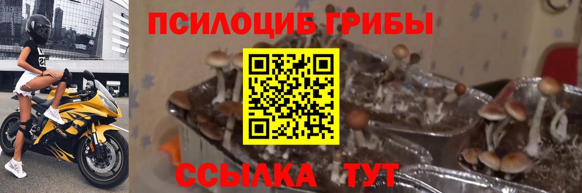 Галлюциногенные грибы Psilocybine cubensis Острогожск